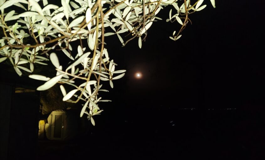 ΜΑΣΤΙΧΑ ΧΙΟΥ: Γνωρίστε ένα από τα Βασικά συστατικά του Zeoliteclean