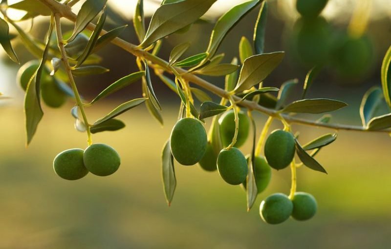 8 φρούτα που νομίζουμε ότι είναι λαχανικά – Είτε φρούτα είτε λαχανικά ..πάντα πριν, πλύσιμο μόνο με Zeoliteclean!